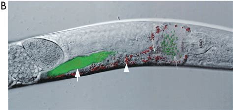 S Aureus Does Not Persistently Colonize The Digestive Tract Of C