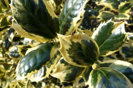 Ilex Aquifolium Golden Van Tol Bonte Hulst Appeltern Adventure