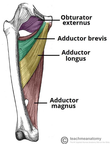 Adutores Da Coxa Anatomia Papel E Caneta