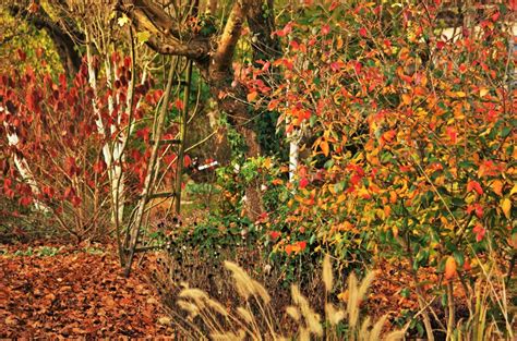 Comment Creer Un Beau Massif Au Jardin Jardin De Luchane