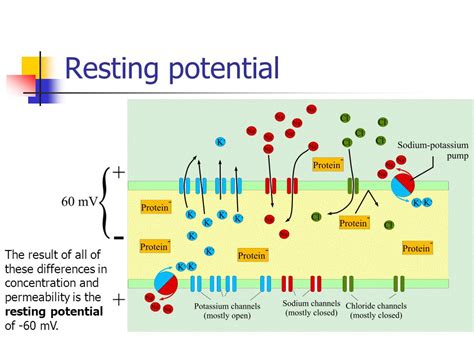 Resting Potential Of A Neuron