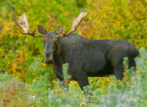 2024 Moose Wall Calendar By Mark Picard