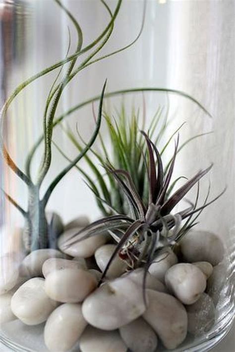 Cool 41 Amazing Air Plants Decor Ideas More At