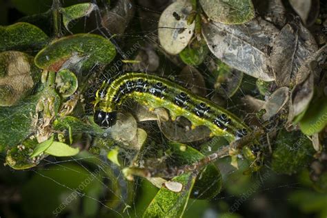 Box tree moth caterpillar - Stock Image - C051/2510 - Science Photo Library