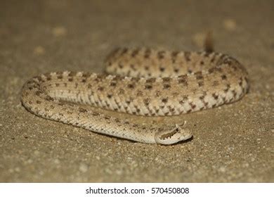 Sidewinder Snake California Desert Stock Photo 570450808 | Shutterstock