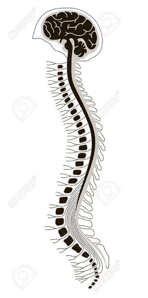 spinal cord clip art 10 free Cliparts | Download images on Clipground 2024