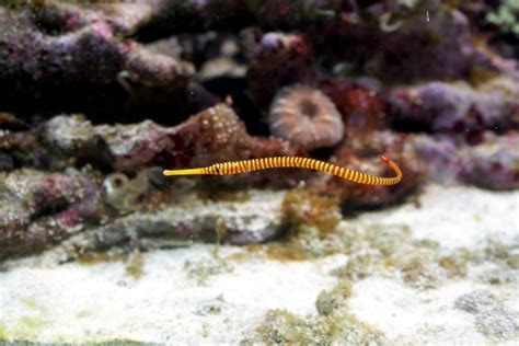 Pipefish – "OCEAN TREASURES" Memorial Library