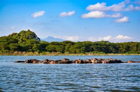 Tansania 7 tägige Luxus Safari in Serengeti Ngorongoro GetYourGuide