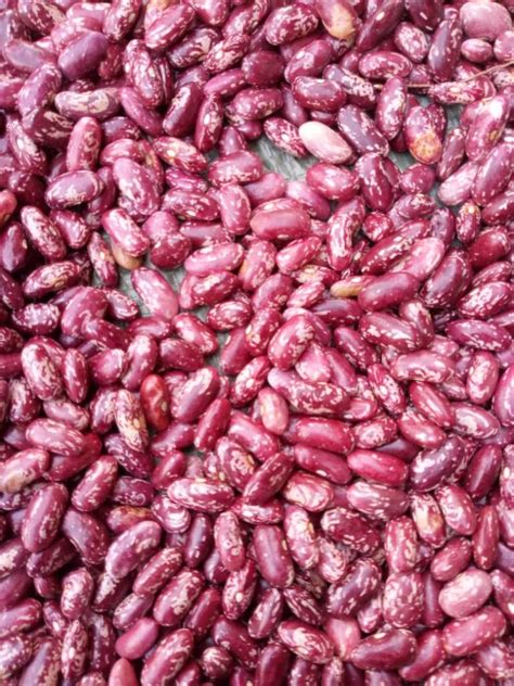 Most Profitable Bean Variety In Kenya Farmers Trend