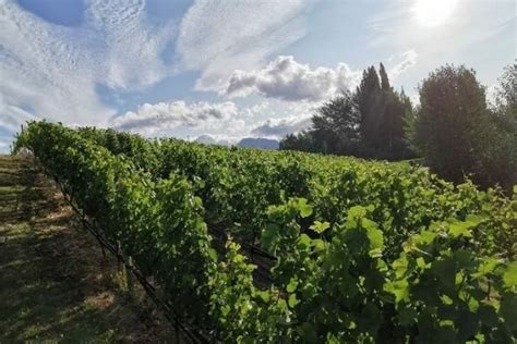 4 Patagonia Wine Regions: Extreme Wines of Argentina - Unraveling Wine