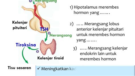 BIOLOGI TINGKATAN 4 12 6 SISTEM ENDOKRIN PART 2 YouTube