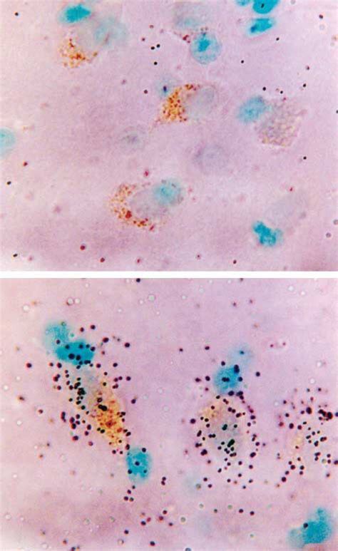 Photomicrographs Showing Examples Of Digoxigenin Single Labeled Neurons