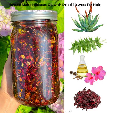 How To Make Hibiscus Oil With Dried Flowers For Hair Shopno Dana