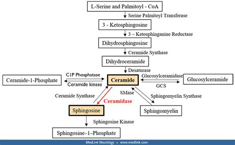 Farber Disease Medlink Neurology