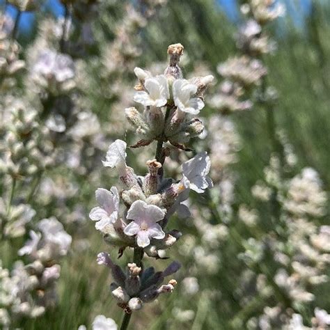 Lavender Melissa Lavandula Angustifolia Potted Plant For Sale