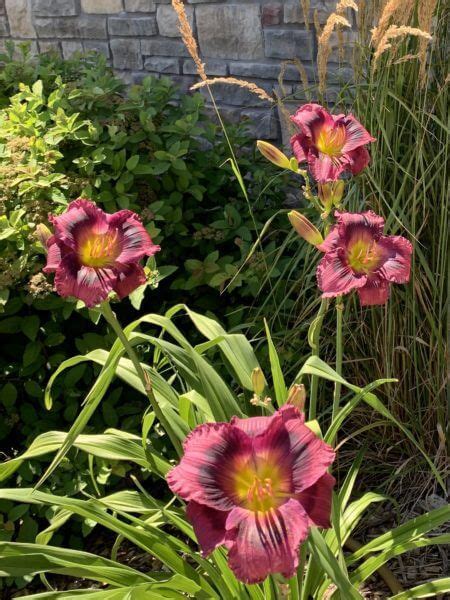 Kansas Kitten Daylily Striking Rebloomer Oakes Daylilies