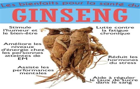 Ginseng Propriétés Bienfaits et Utilisation Remèdes Maison