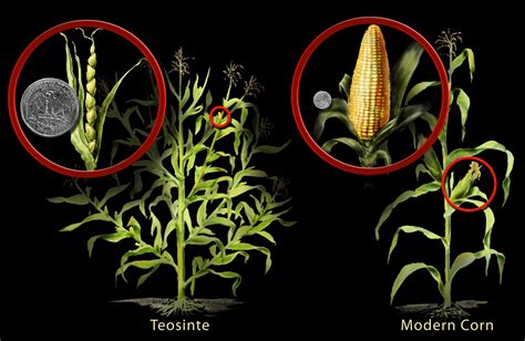 What Is the Difference Between Genetically Modified Organisms and Genetically Engineered ...