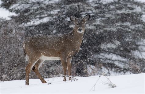 Quebec deer overpopulation means tough choices for government officials