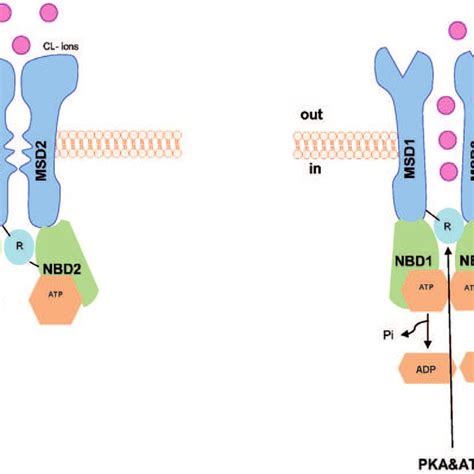 This Figure Illustrates The Composition Of The CFTR Chloride Channels