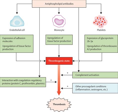 Antiphospholipid Syndrome The Lancet