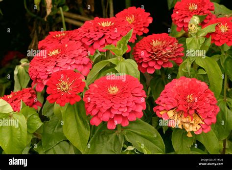 Zinnia Elegans Dreamland Scarlet Stock Photo Alamy