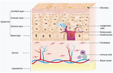 Skin Structure The Skin Is Divided Into Three Main Layers Epidermis