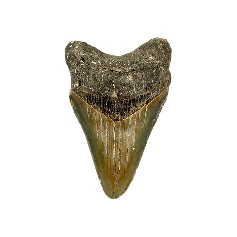 Genuine Megalodon Prehistoric Shark Tooth Fossil 3 - Etsy