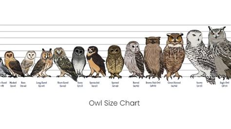 owl size chart