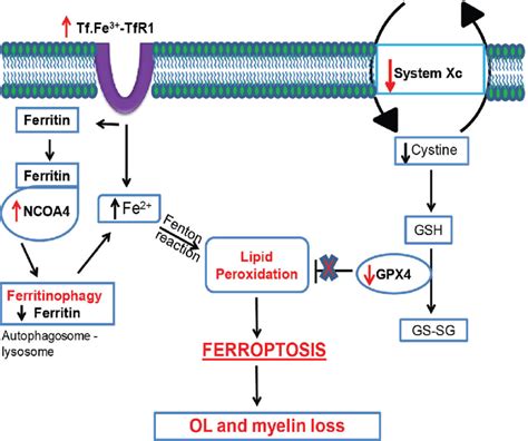 Schematic Diagram Showing Disruption Of Key Elements Of The Ferroptosis