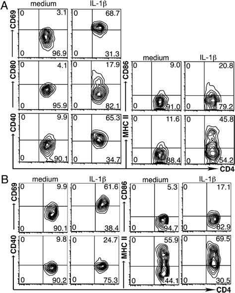 IL 1β induces the expression of MHC class II and costimulatory