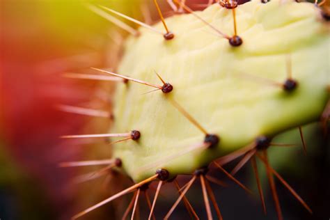 Free Images Nature Prickly Leaf Flower Green Produce Botany