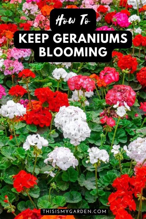 How To Keep Geraniums Blooming 3 Secrets To Big Blooms All Summer