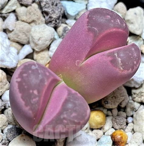 SHPR27638 Lithops optica Rubra Кактус онлайн