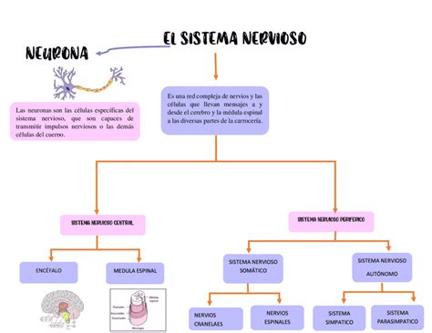 Mapa Conceptual Para Niños Cómo Se Elabora En Primaria