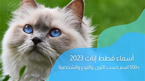 أسماء قطط ذكور 2023؛ 450 اسم حسب اللون والنوع والشخصية