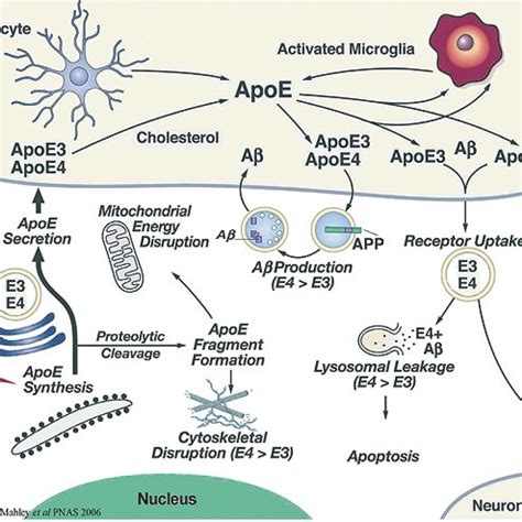 Role Of Apoe In A Dependent And A Independent Pathways On Ad