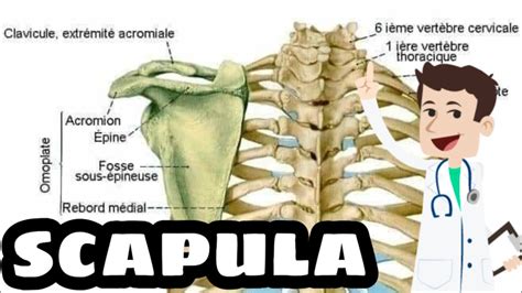 Cours D Anatomie La Scapula Omoplate Youtube