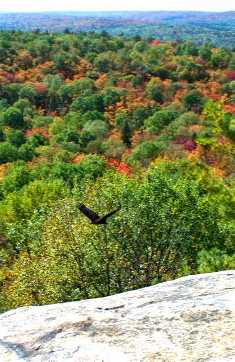 Fall Colours Algonquin Park Centennial Ridges And Two Rivers