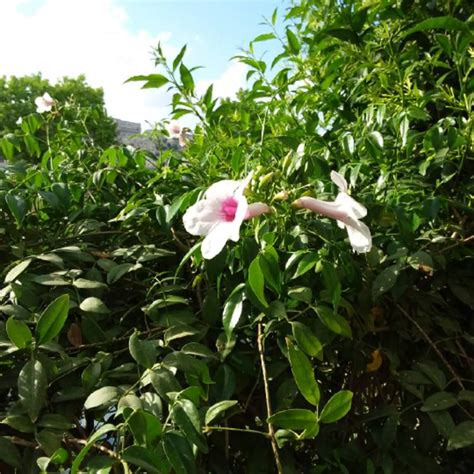 Pandorea Jasminoides Charisma Syn Pandorea Jasminoides Variegata