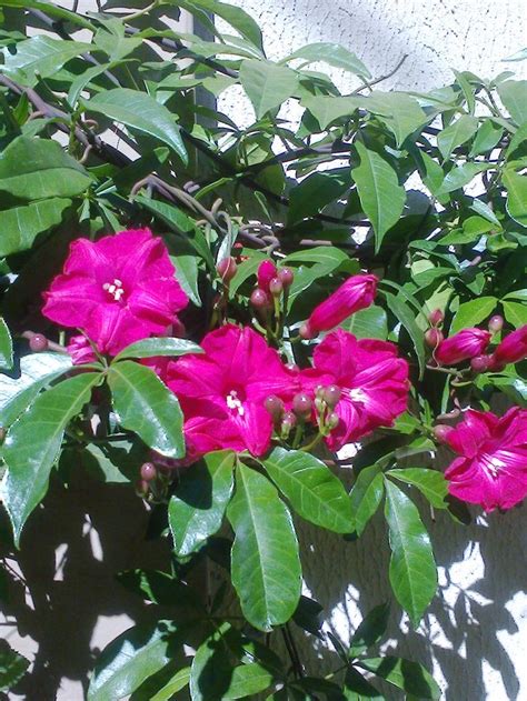 Ipomeia Rubra Que Plantei No Neu Jardim Amo Jardim Jardinagem Plantas