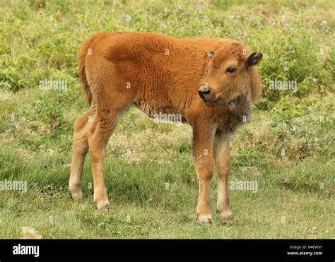 An American Bison calf looking back Stock Photo - Alamy