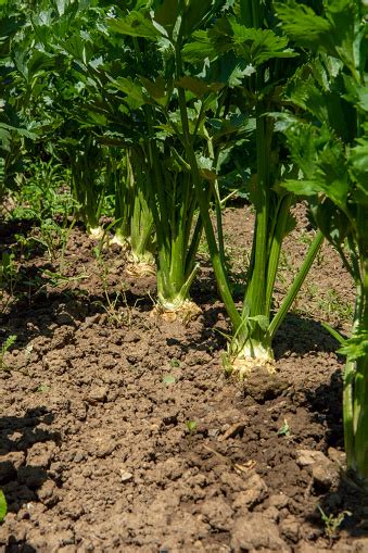 Row Of Celery Plant Growing In The Vegetable Garden Celery Is A Marshland Plant In The Family ...