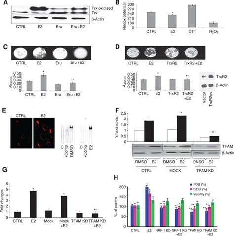 Cell Proliferation And Colony Formation Of E Treated Mcf Cells