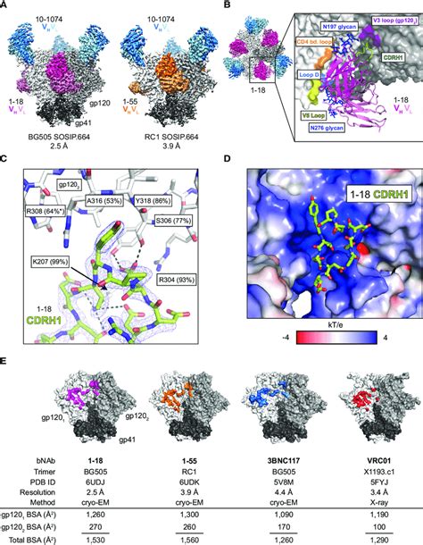 Cryo EM Structures Of 1 18 And 1 55 Fab Complexes With Env Trimers A