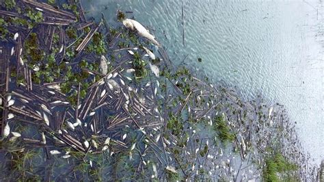 Centenas De Peixes Aparecem Mortos Na Lagoa Do Parque Solon De Lucena