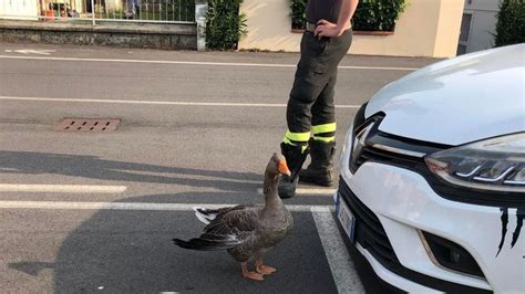 CASALE Unoca Ferita Salvata Dai Vigili Del Fuoco Cronaca