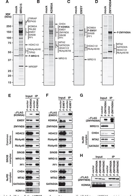 Figure 1 From Physical And Functional Interactions Between The Histone