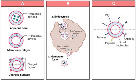 A Snapshot Of Photoresponsive Liposomes In Cancer Chemotherapy And