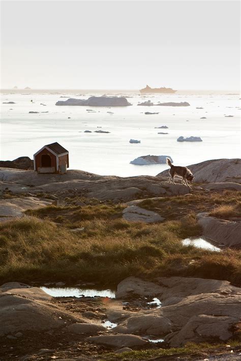 Ilulissat Entre Icebergs Et Trekking Au Groenland Trip In Wild